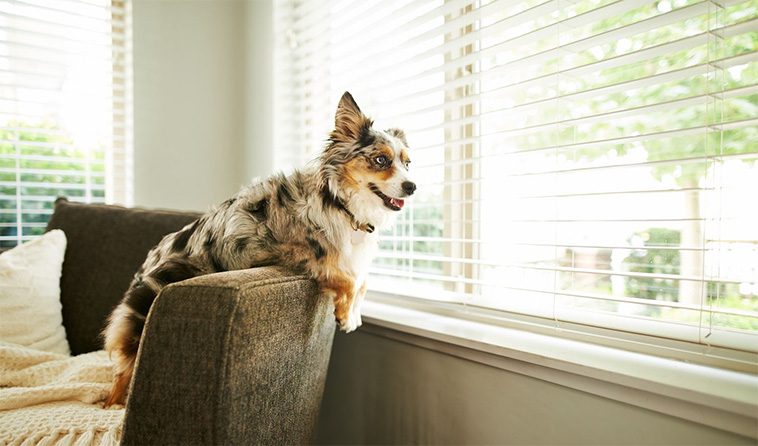 Miniature American Shepherd – Liten till storleken, stor i hjärtat