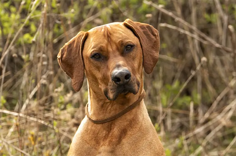 Rhodesian Ridgeback – en stolt jägare med en lojal själ