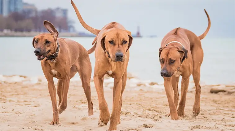 Rhodesian Ridgeback – en stolt jägare med en lojal själ