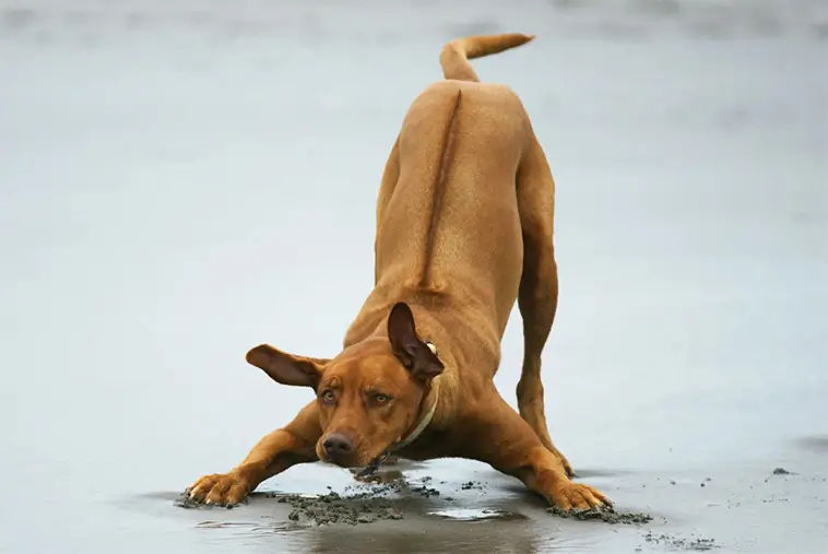 Rhodesian Ridgeback – en stolt jägare med en lojal själ
