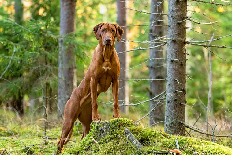 Rhodesian Ridgeback – en stolt jägare med en lojal själ
