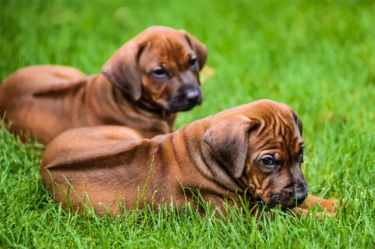 Rhodesian Ridgeback – en stolt jägare med en lojal själ