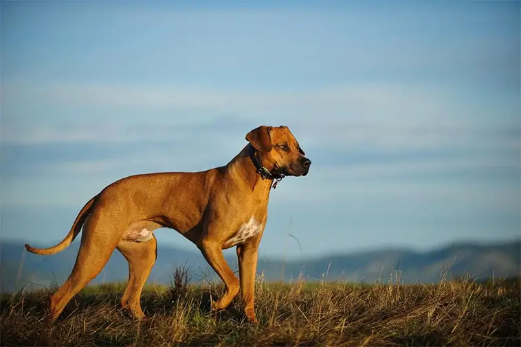 Rhodesian Ridgeback – en stolt jägare med en lojal själ