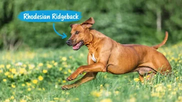 Rhodesian Ridgeback – en stolt jägare med en lojal själ