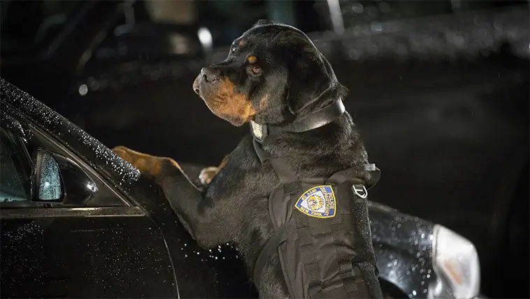 Rottweilern – en uråldrig arbetshund med kraft, lojalitet och hjärta