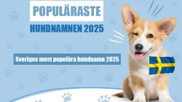 Luna tronar i topp – här är Sveriges mest populära hundnamn 2025