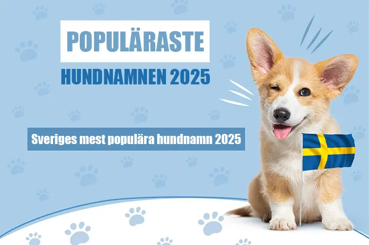 Luna tronar i topp – här är Sveriges mest populära hundnamn 2025
