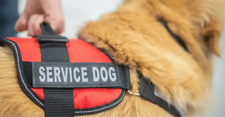 Hunden som livräddare: Här är de bästa raserna för olika typer av assistansbehov