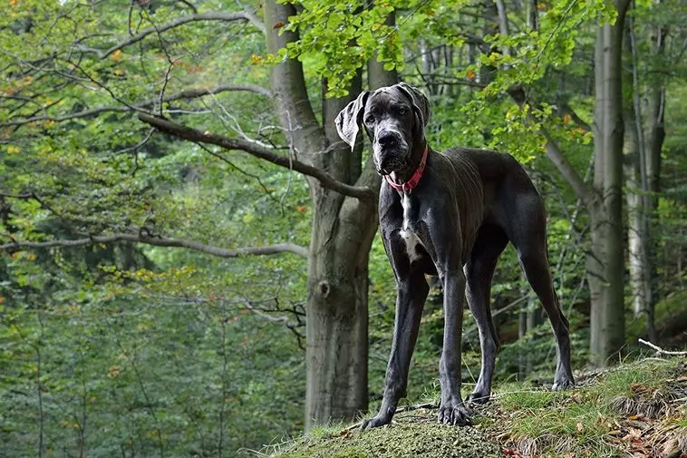 Hunden som livräddare: Här är de bästa raserna för olika typer av assistansbehov
#6) Grand Danois