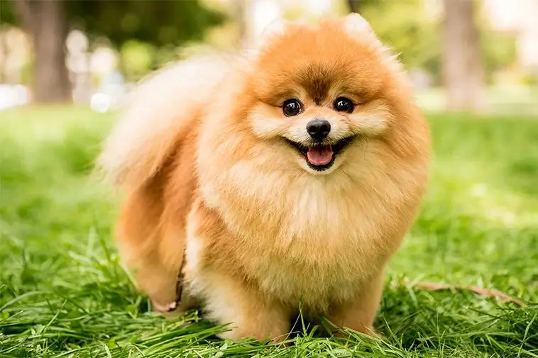 Hunden som livräddare: Här är de bästa raserna för olika typer av assistansbehov
#10) Pomeranian