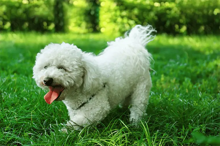 Bichon Frisé – den fluffiga lilla vännen med ett kungligt förflutet