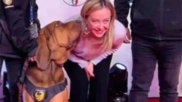 Hjältens tragiska slut – Italiens älskade sökhund förgiftad med spikfyllda korvar