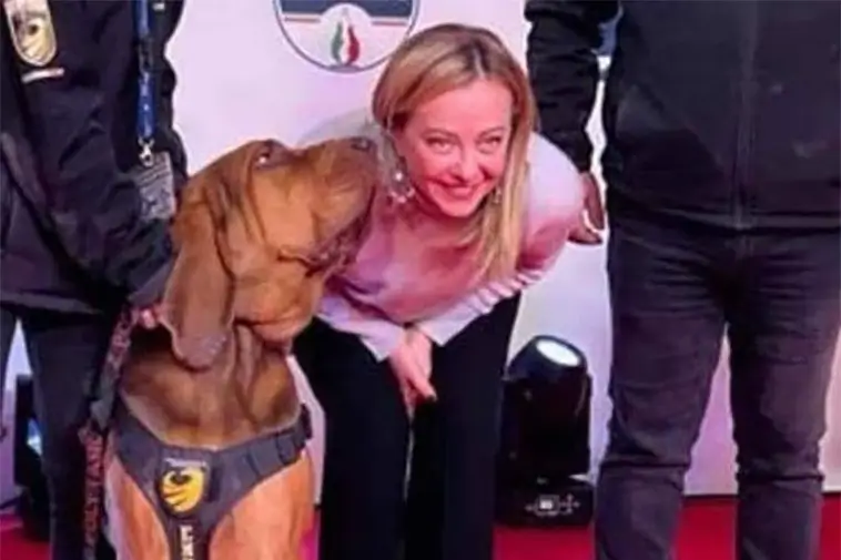 Hjältens tragiska slut – Italiens älskade sökhund förgiftad med spikfyllda korvar