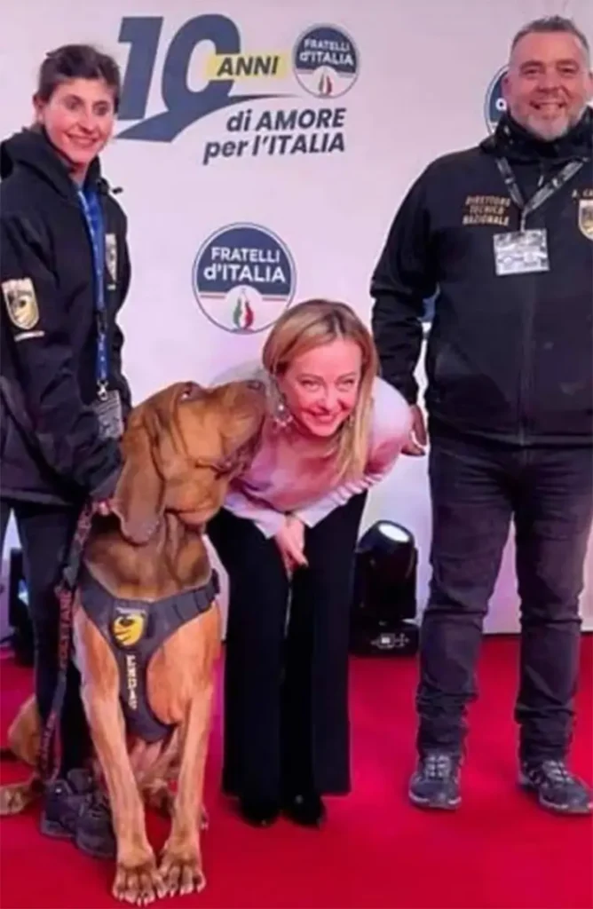Hjältens tragiska slut – Italiens älskade sökhund förgiftad med spikfyllda korvar