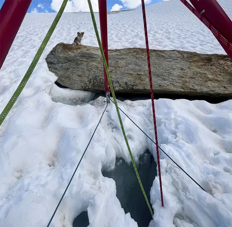 Liten hjälte med stort mod – Chihuahua räddade sin ägare efter glaciärfall