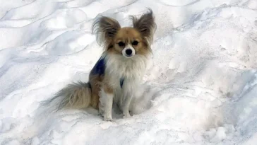 Liten hjälte med stort mod – Chihuahua räddade sin ägare efter glaciärfall