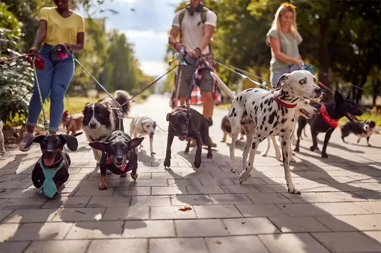 Veterinären avslöjar: Fem hundraser han aldrig skulle välja