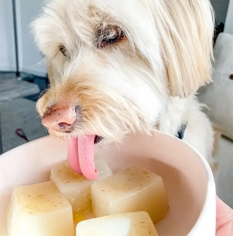 Frysta kycklingbuljong-isbitar – bästa sommarhacket för hunden