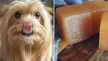 Frysta kycklingbuljong-isbitar – bästa sommarhacket för hunden