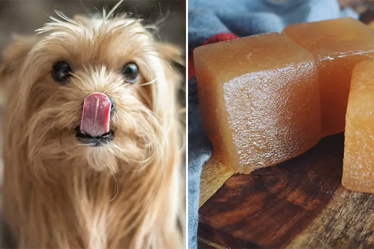 Frysta kycklingbuljong-isbitar – bästa sommarhacket för hunden