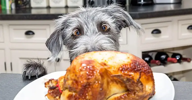 Veterinärvarningen: Det här ger du förmodligen din hund – men borde sluta genast