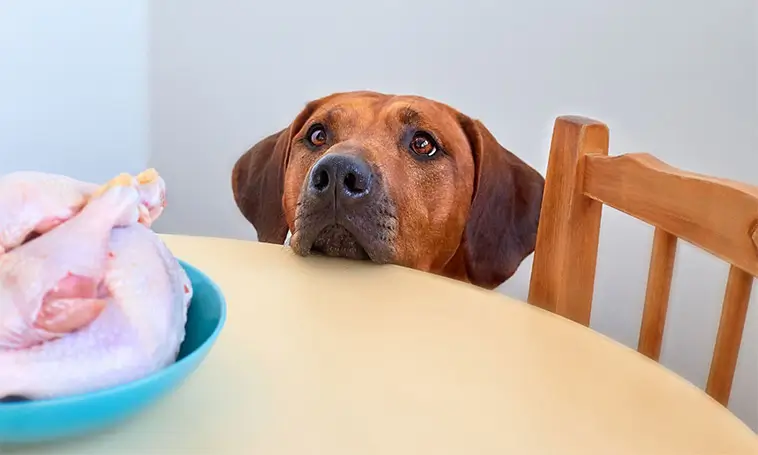 Veterinärvarningen: Det här ger du förmodligen din hund – men borde sluta genast