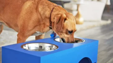 Veterinärvarningen: Det här ger du förmodligen din hund – men borde sluta genast