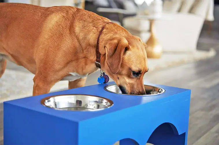 Veterinärvarningen: Det här ger du förmodligen din hund – men borde sluta genast