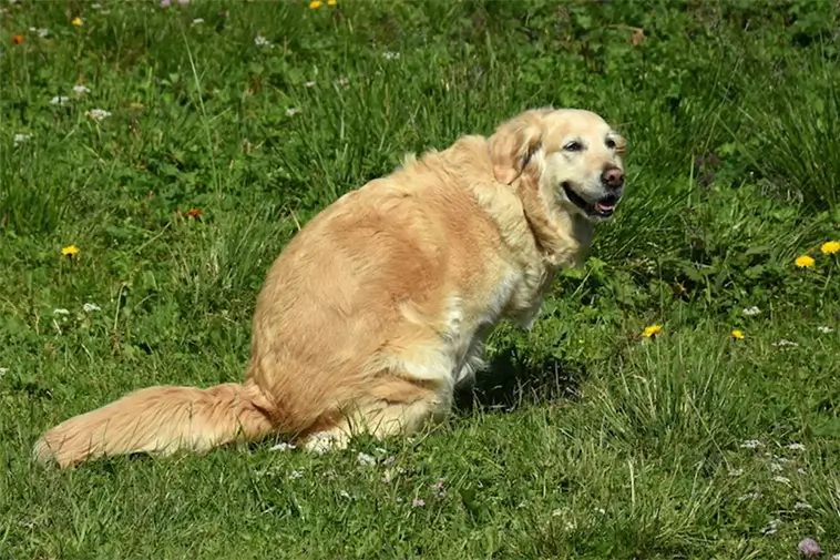 Grannen lät hunden bajsa i hans trädgård – då tog han en riktigt stinkande revansch
