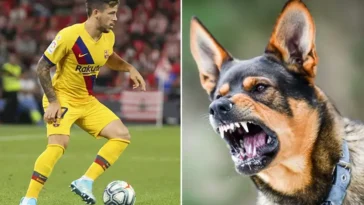 Otäck skada: Hund bet fotbollsstjärna i könet – vårdas på sjukhus