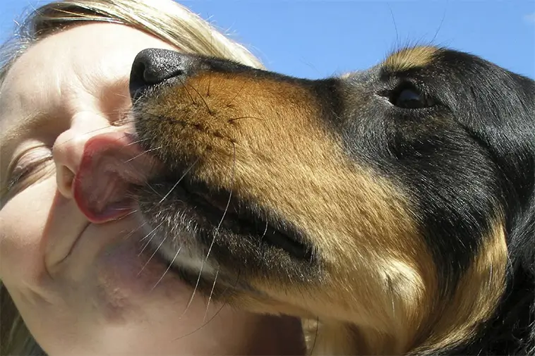 Slickar din hund dig i ansiktet? Det här bör du känna till