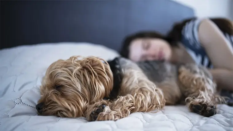 Veterinärens varning: Därför bör din hund inte sova i sängen