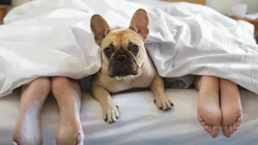 Veterinärens varning: Därför bör din hund inte sova i sängen