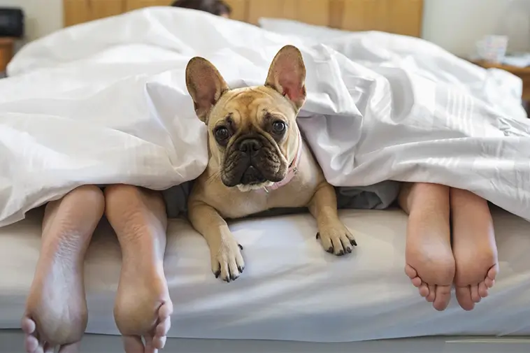 Veterinärens varning: Därför bör din hund inte sova i sängen