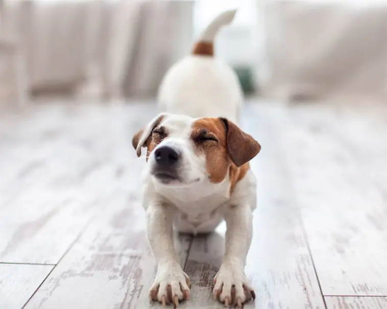 Därför sträcker sig din hund när du kommer hem – experten förklarar