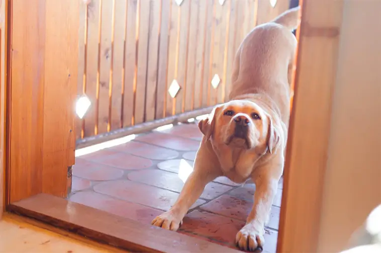 Därför sträcker sig din hund när du kommer hem – experten förklarar