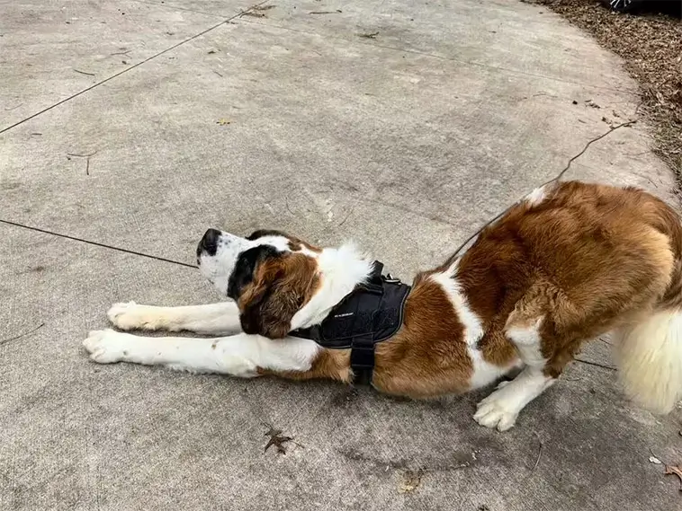 Därför sträcker sig din hund när du kommer hem – experten förklarar