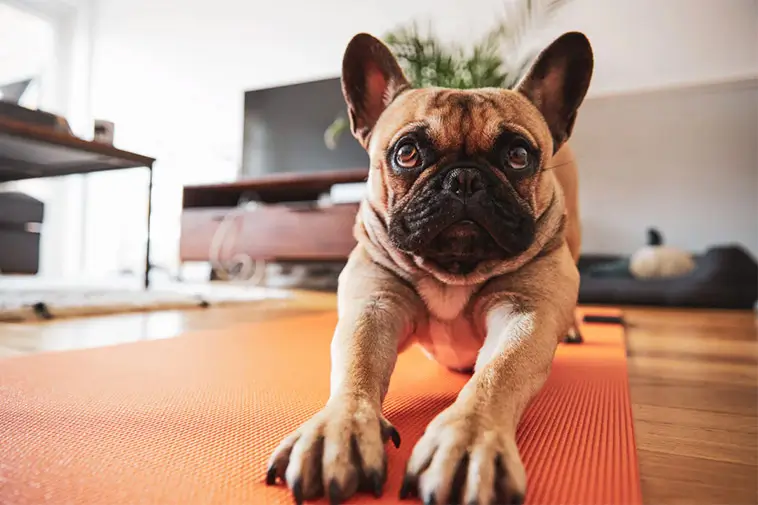 Därför sträcker sig din hund när du kommer hem – experten förklarar