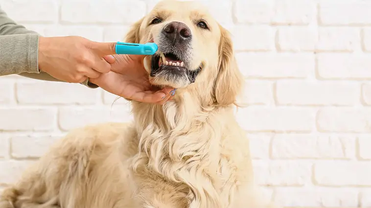Hundars munhälsa försummas – problemen ökar i Sverige