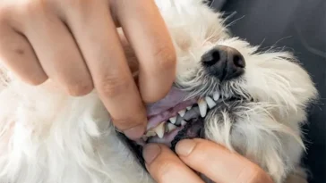 Hundars munhälsa försummas – problemen ökar i Sverige