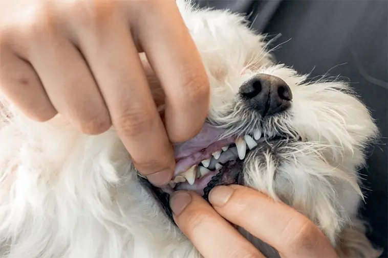 Hundars munhälsa försummas – problemen ökar i Sverige