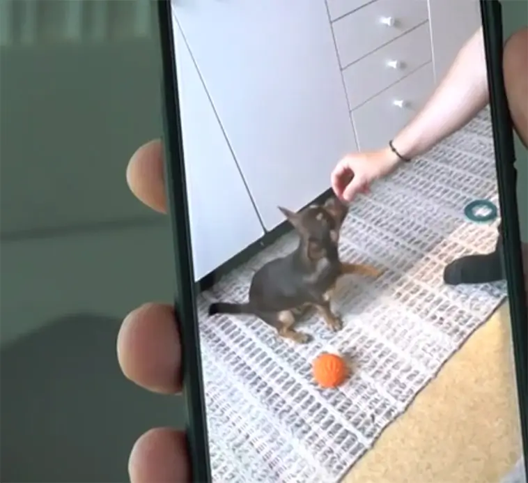 Tragisk hundattack i Mark – Chihuahuan Diesel dödades under promenad