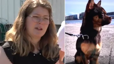 Tragisk hundattack i Mark – Chihuahuan Diesel dödades under promenad