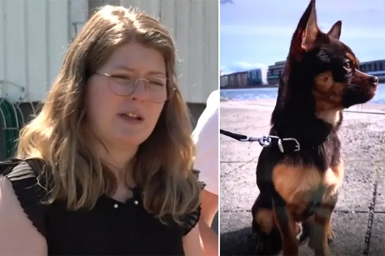 Tragisk hundattack i Mark – Chihuahuan Diesel dödades under promenad