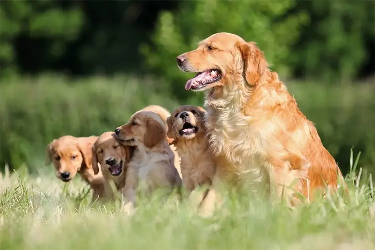 10 hundraser som fäller mycket:
#8) Golden Retriever