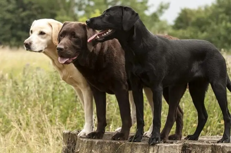 10 hundraser som fäller mycket:
#6) Labrador Retriever
