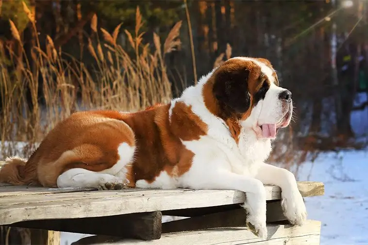 10 hundraser som fäller mycket:
#7) Sankt Bernhardshund