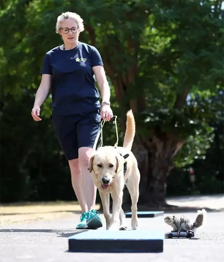 Så tränar du din hund att ignorera ekorrar – med ett oväntat knep från ledarhundar