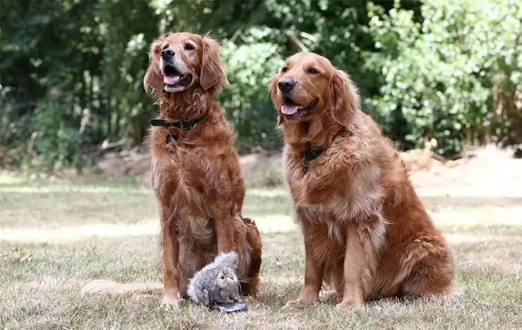 Så tränar du din hund att ignorera ekorrar – med ett oväntat knep från ledarhundar
