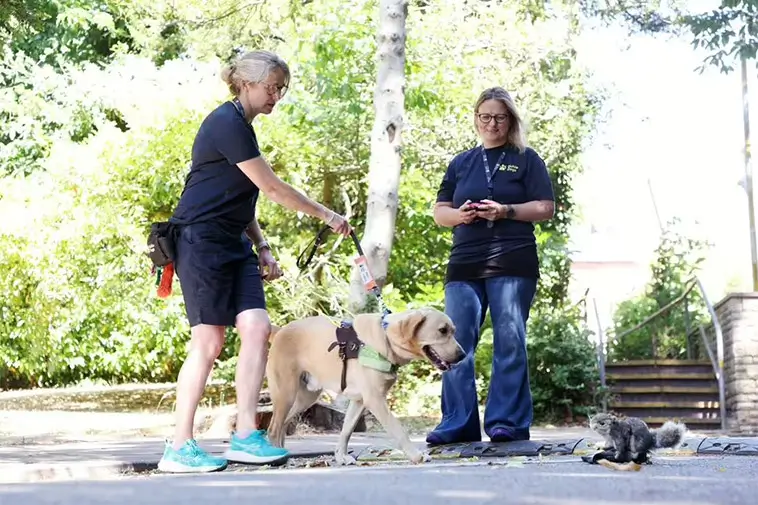 Så tränar du din hund att ignorera ekorrar – med ett oväntat knep från ledarhundar